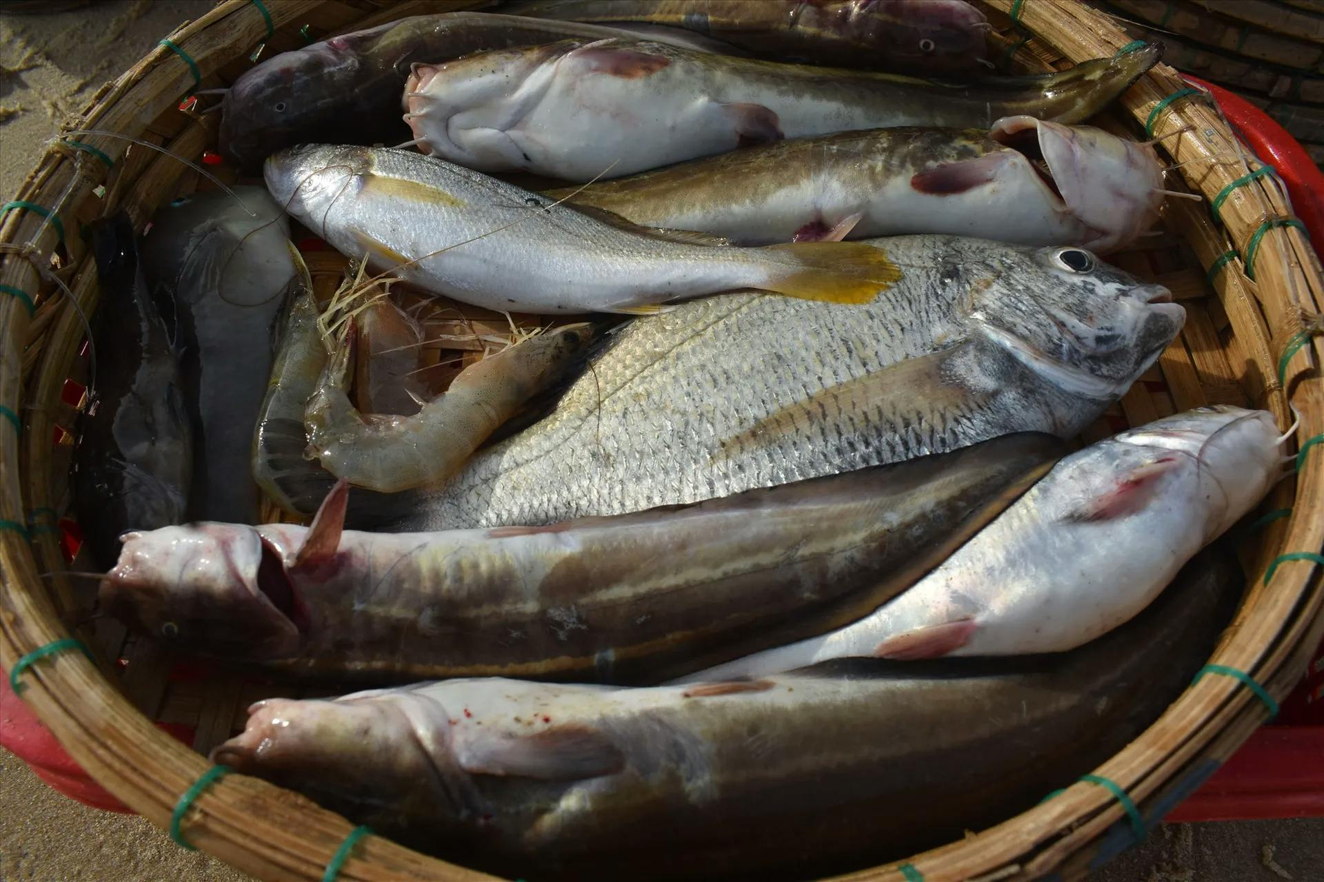 fish in Tam Tien market