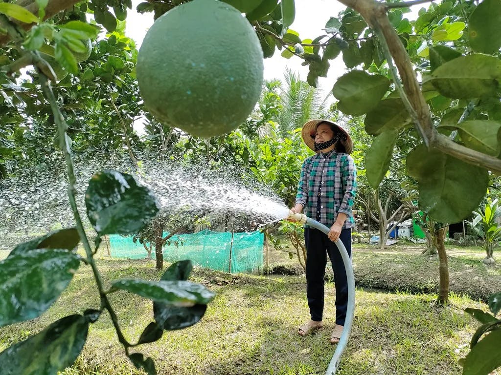 Woman is watering her pomelo garden