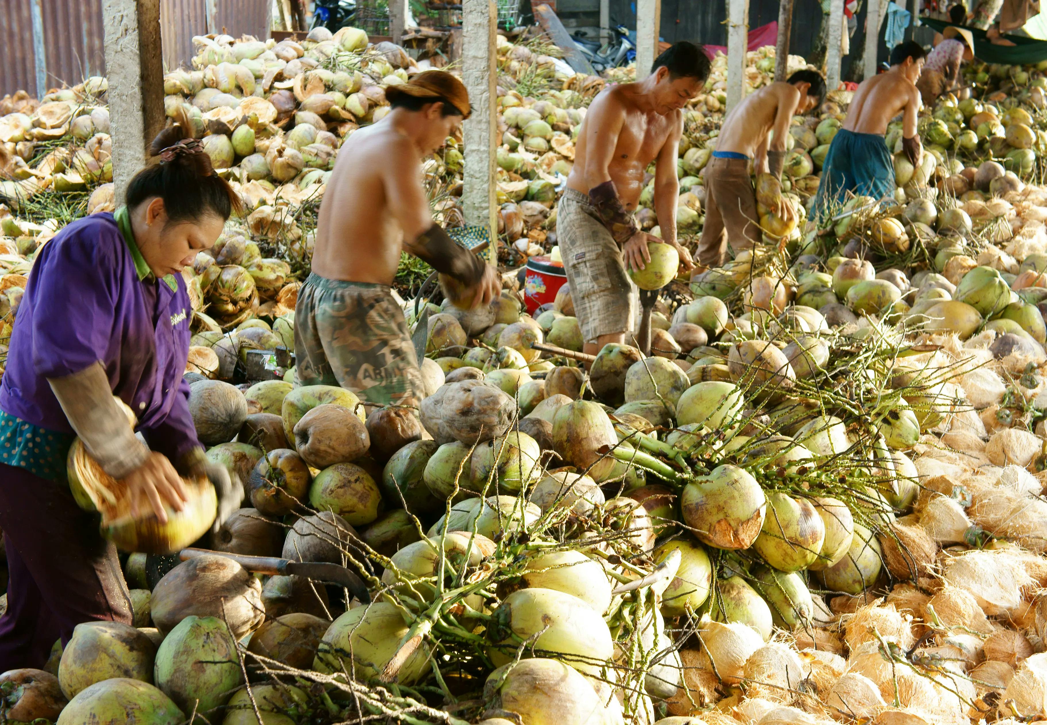 Coconut processing mechanism in Ben Tre
