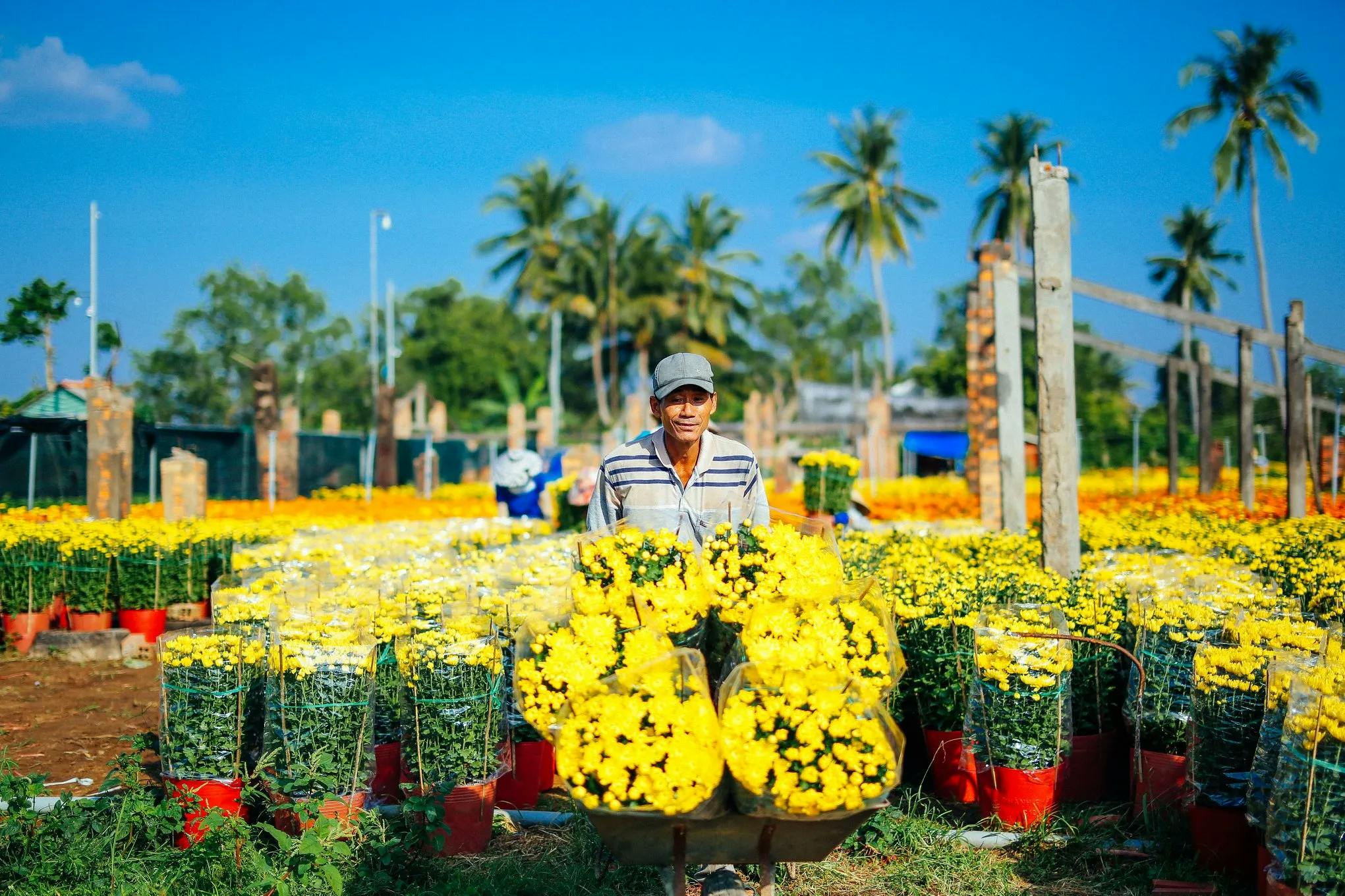 The man is pushing a cart carrying chrysanthemums