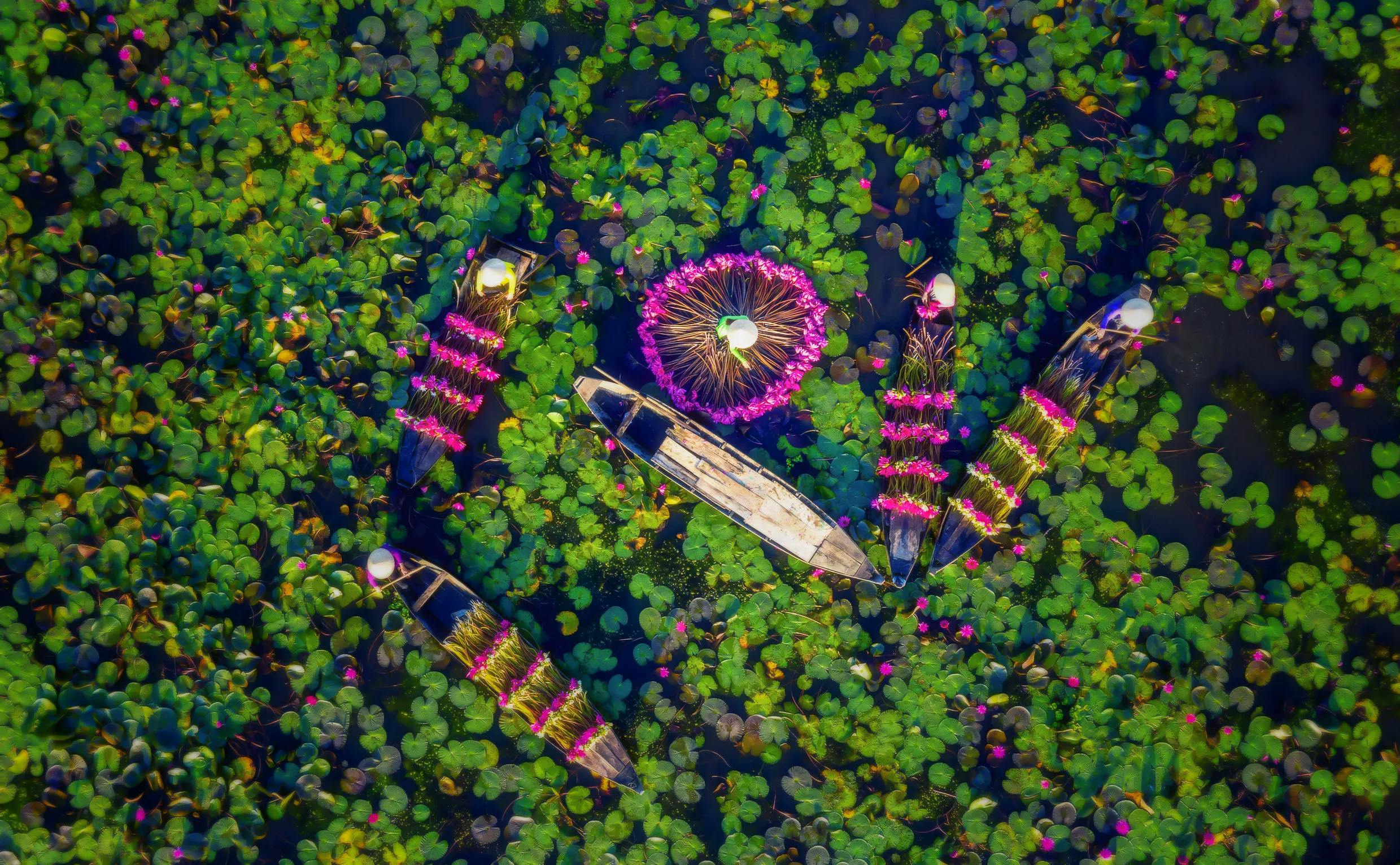 Harvesting water lilies seen from above